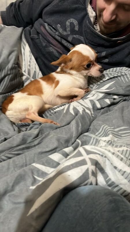 Chihuahua puppies for sale in County Antrim – 1 year old - Image 2 of 2