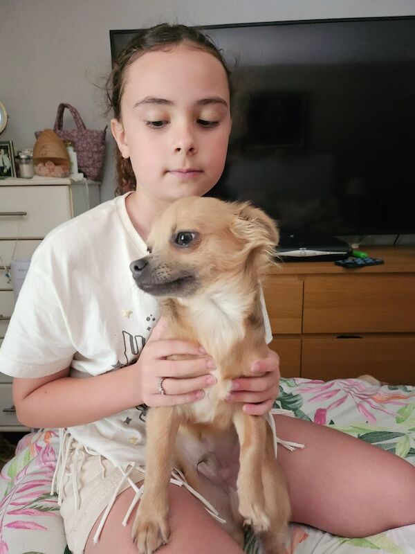 Chihuahua puppies for sale in Crossgar, County Down – 6 months old