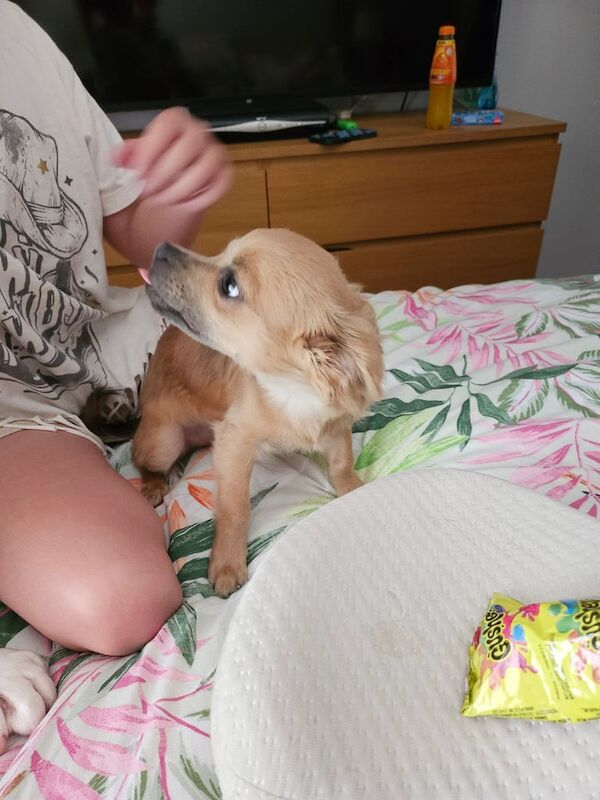 Chihuahua puppies for sale in Crossgar, County Down – 6 months old - Image 2 of 3