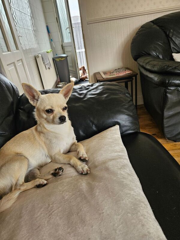 Chihuahua puppies for sale in Castleford, West Yorkshire – 11 months old