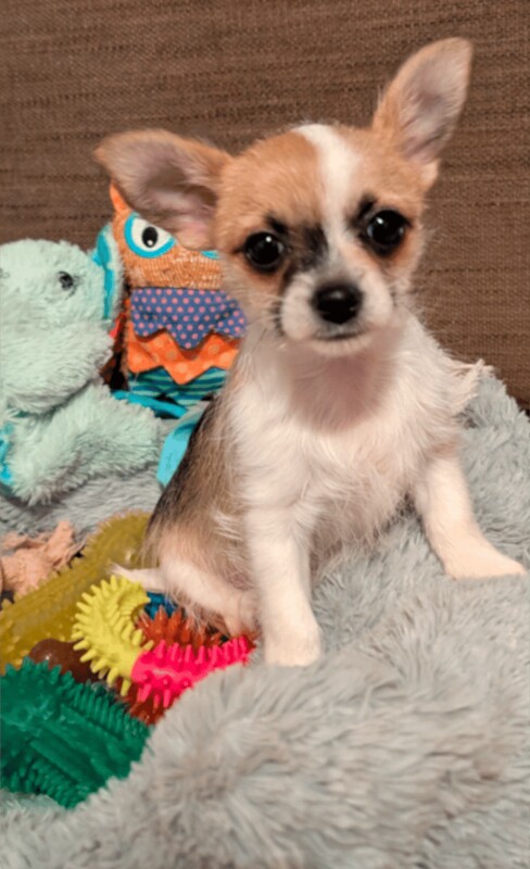 Chihuahua puppies for sale in County Antrim – 8 weeks old