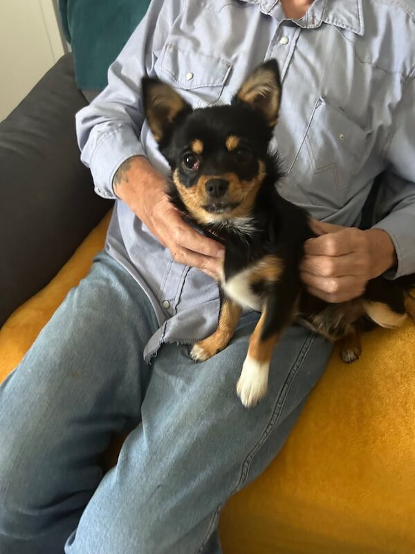Chihuahua puppies for sale in St Austell, Cornwall – 4 months old