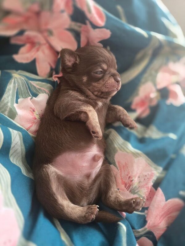 Chihuahua puppies for sale in Bangor, County Down – 3 months old