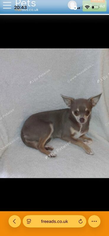 Chihuahua puppies for sale in Gloucester, Gloucestershire – 8 months old