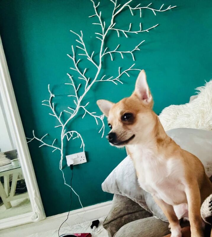 Chihuahua puppies for sale in Hadley, Shropshire – 5 months old
