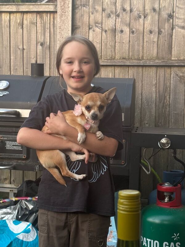 Chihuahua puppies for sale in Hadley, Shropshire – 5 months old - Image 2 of 3