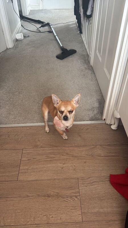 Chihuahua puppies for sale in Hadley, Shropshire – 5 months old - Image 3 of 3