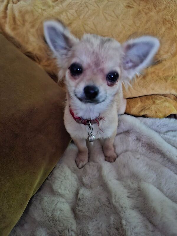 Chihuahua puppies for sale in Hinckley, Leicestershire – 4 months old
