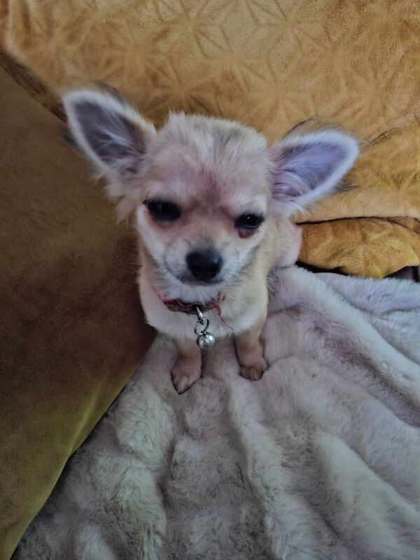 Chihuahua puppies for sale in Hinckley, Leicestershire – 4 months old - Image 3 of 6