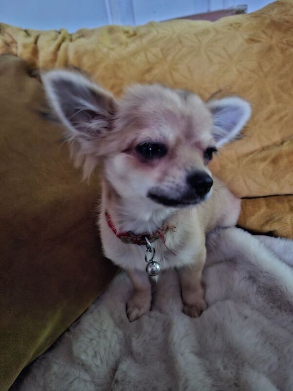 Chihuahua puppies for sale in Hinckley, Leicestershire – 4 months old - Image 4 of 6