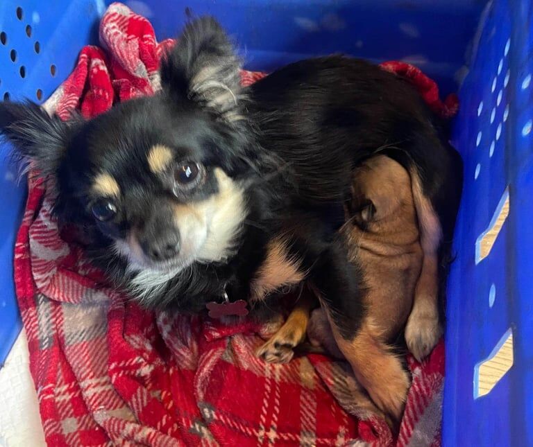 Chihuahua puppies for sale in Hinckley, Leicestershire – 4 months old - Image 5 of 6