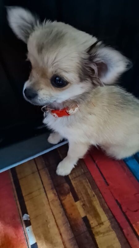 Chihuahua puppies for sale in Hinckley, Leicestershire – 4 months old - Image 6 of 6
