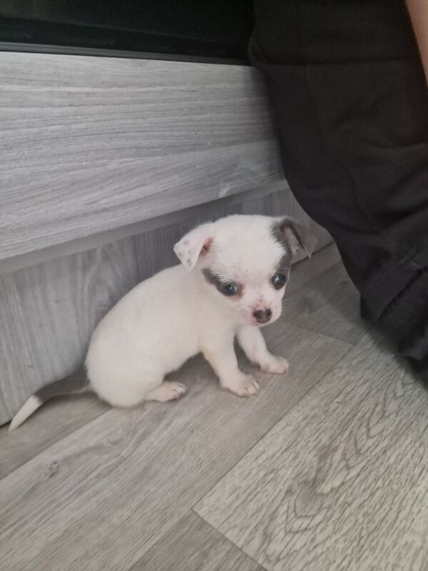 Chihuahua puppies for sale in Gloucester, Gloucestershire – 3 months old