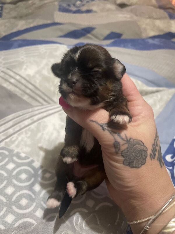 Chihuahua puppies for sale in Coventry, West Midlands – 5 weeks old