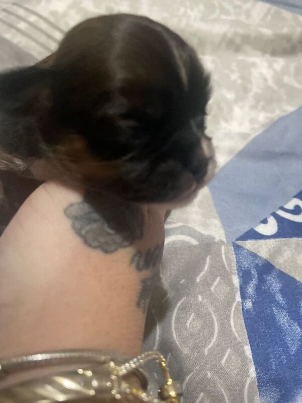 Chihuahua puppies for sale in Coventry, West Midlands – 5 weeks old - Image 2 of 4