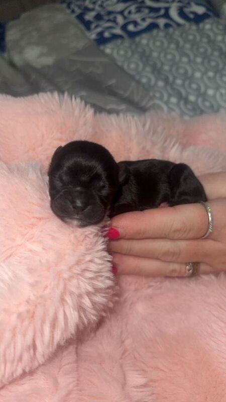 Chihuahua puppies for sale in Coventry, West Midlands – 5 weeks old - Image 3 of 4