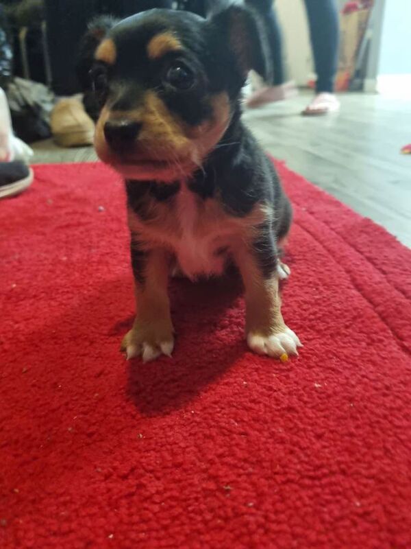Chihuahua puppies for sale in Salford, Greater Manchester – 9 weeks old