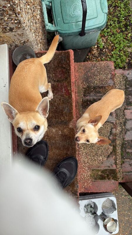 Chihuahua puppies for sale in Brentford, Greater London – 1 year old
