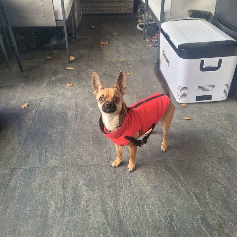 Chihuahua puppies for sale in Exeter, Devon – 8 months old