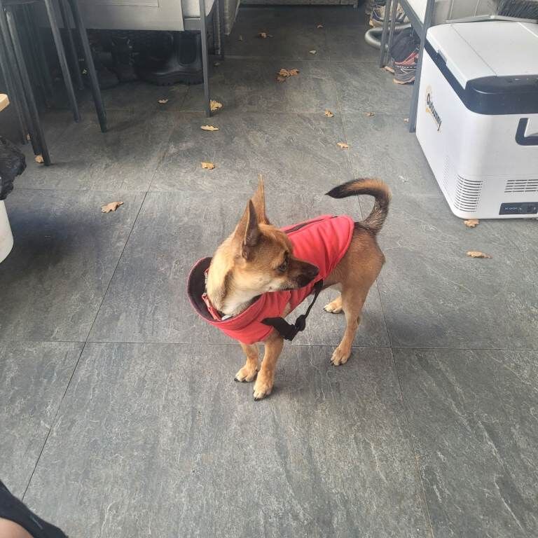 Chihuahua puppies for sale in Exeter, Devon – 8 months old - Image 3 of 4