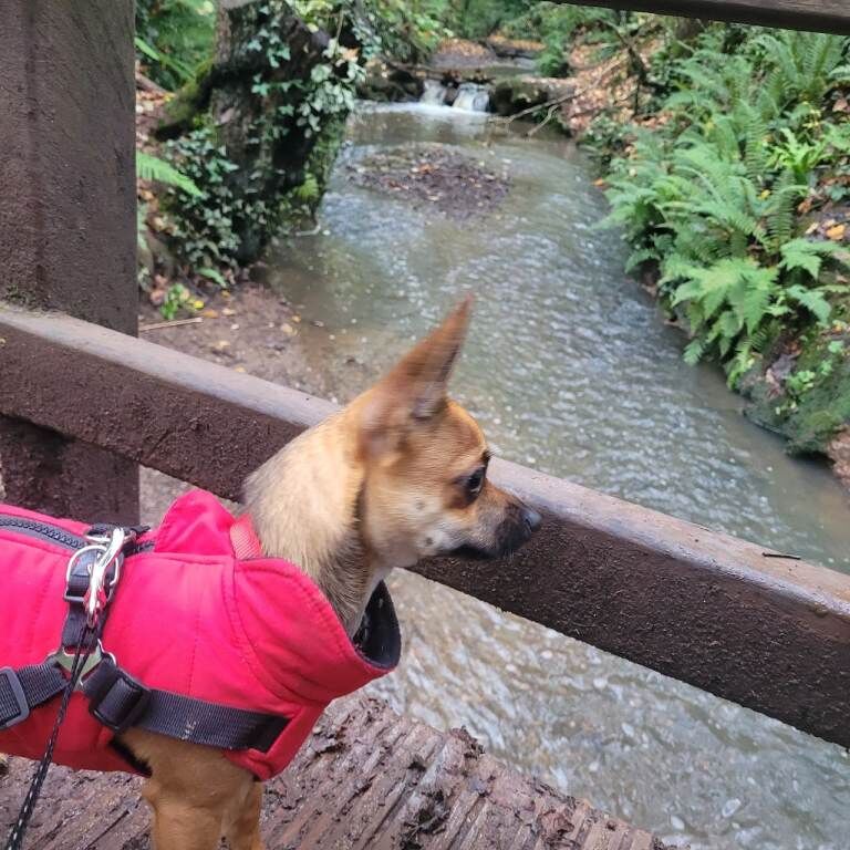 Chihuahua puppies for sale in Exeter, Devon – 8 months old - Image 4 of 4