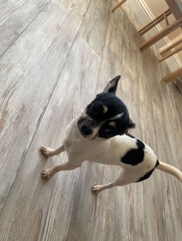 Chihuahua Puppies For Sale