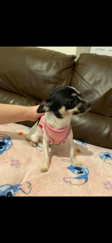 Chihuahua - Image 2 of 6