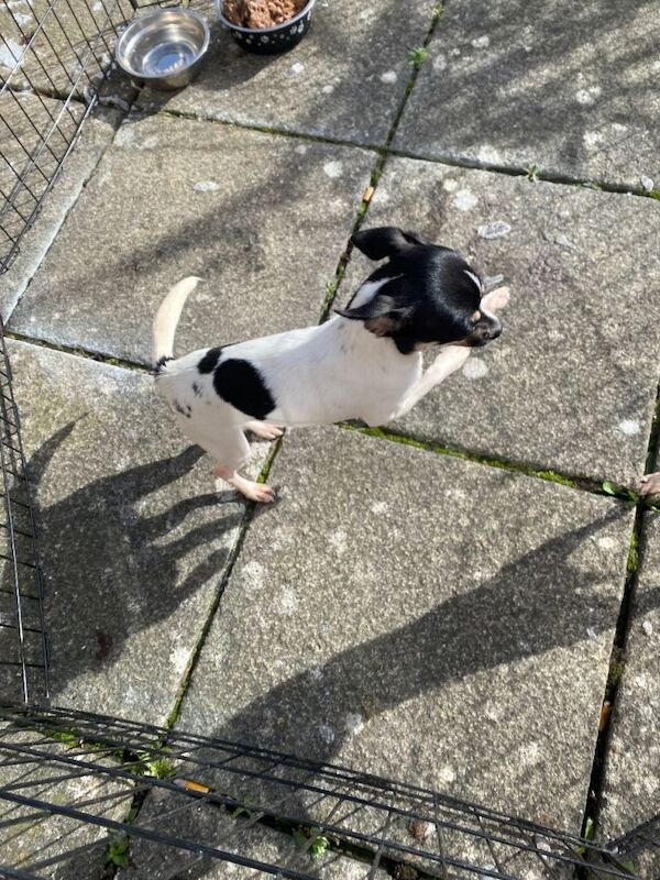 Chihuahua - Image 3 of 6