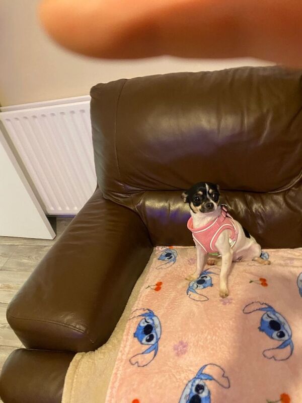 Chihuahua - Image 6 of 6