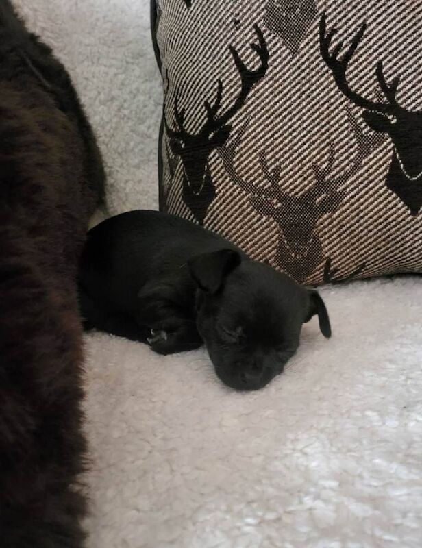 Chihuahua Puppies For Sale