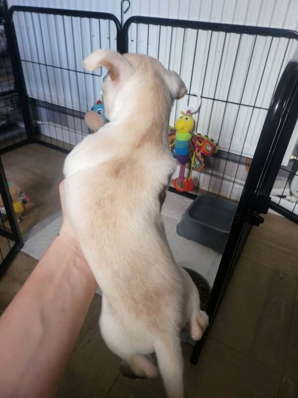 Chihuahua - Image 4 of 6