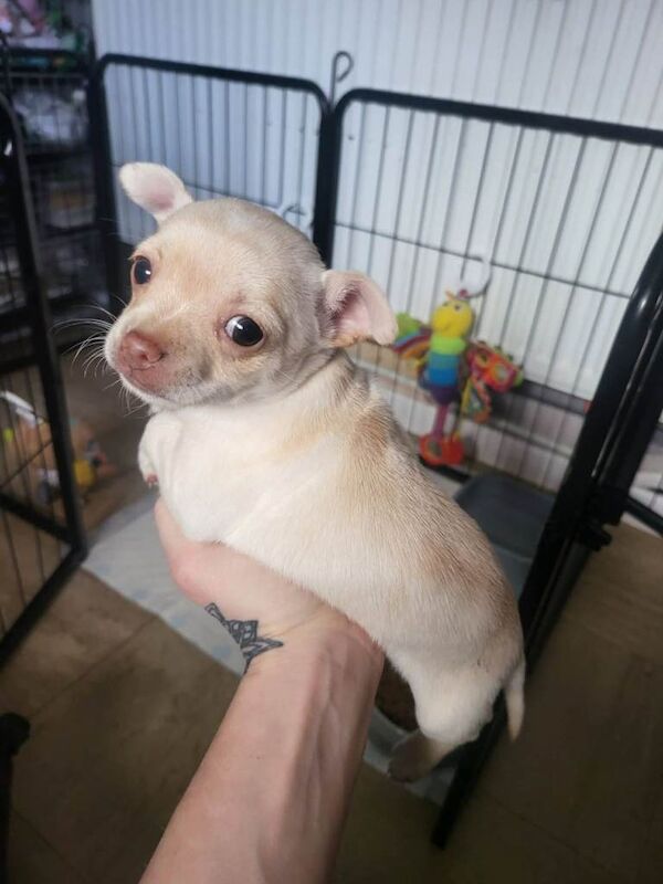 Chihuahua - Image 5 of 6