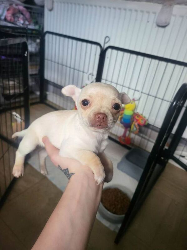 Chihuahua - Image 6 of 6