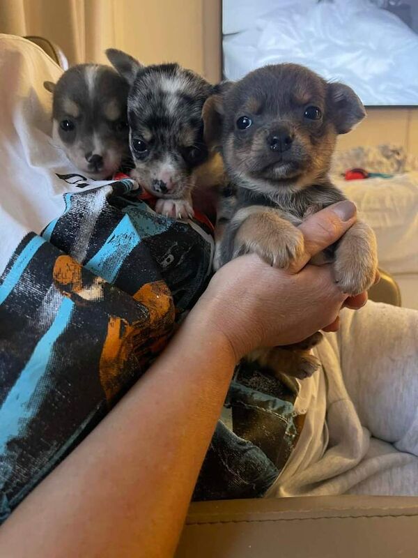 Chihuahua