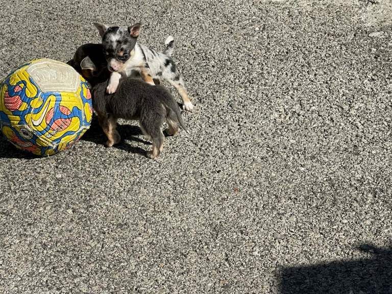 Chihuahua - Image 3 of 5