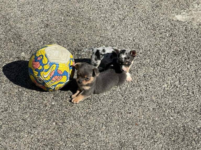 Chihuahua - Image 4 of 5