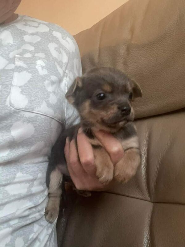 Chihuahua - Image 5 of 5