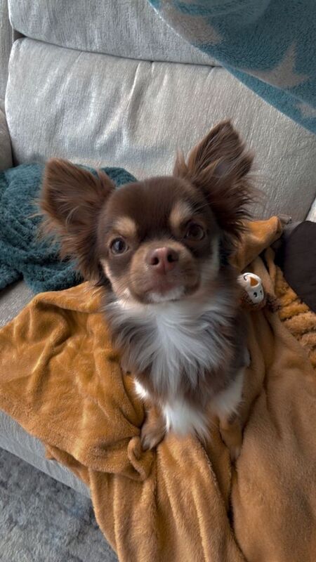 Chihuahua Puppies For Sale