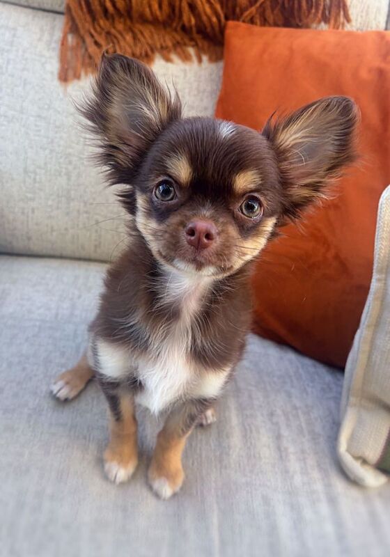 Chihuahua - Image 2 of 2