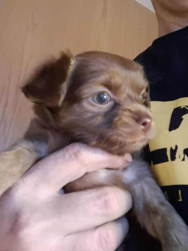 Chihuahua - Image 4 of 4