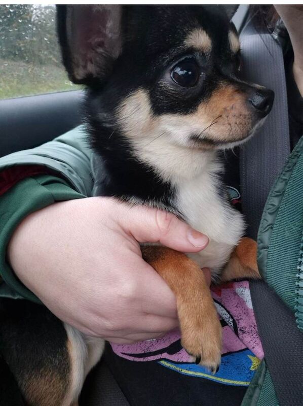 Chihuahua