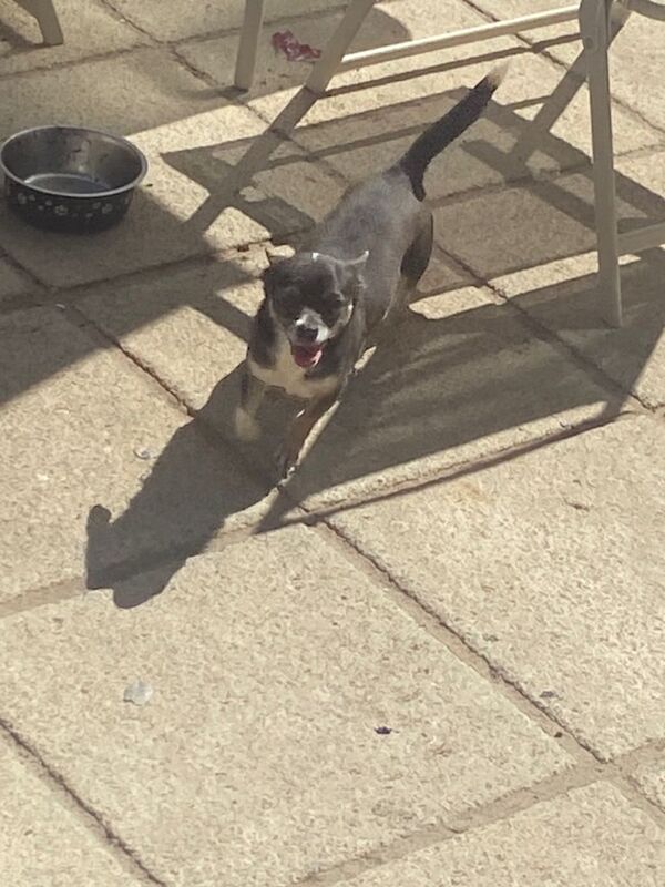 Chihuahua - Image 3 of 3