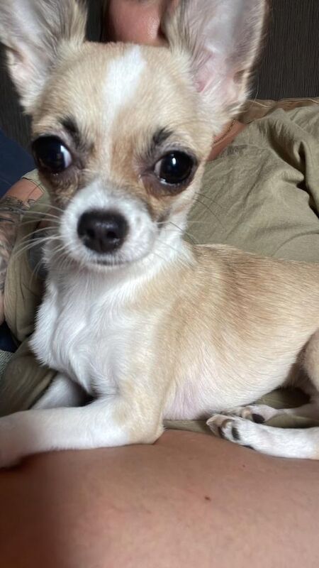 Chihuahua