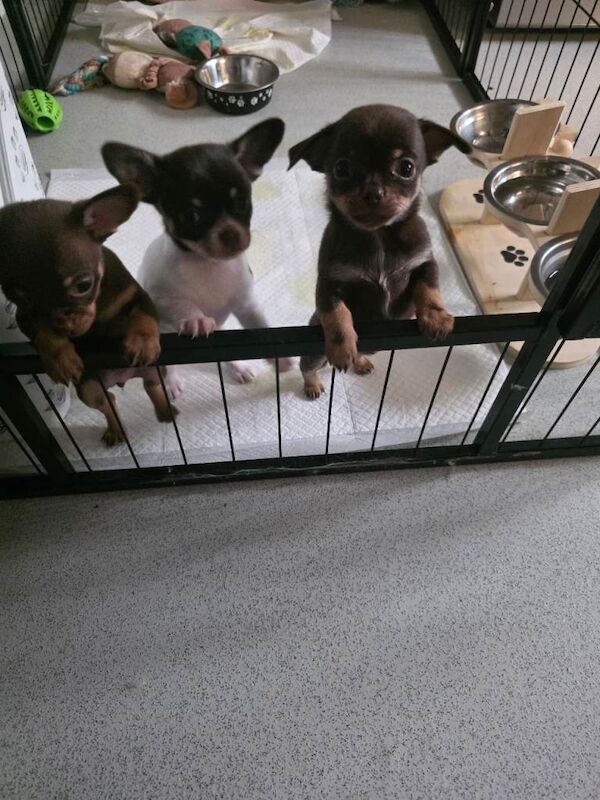 Chihuahua