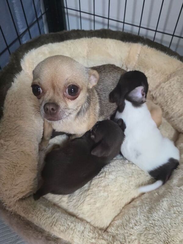 Chihuahua - Image 2 of 4