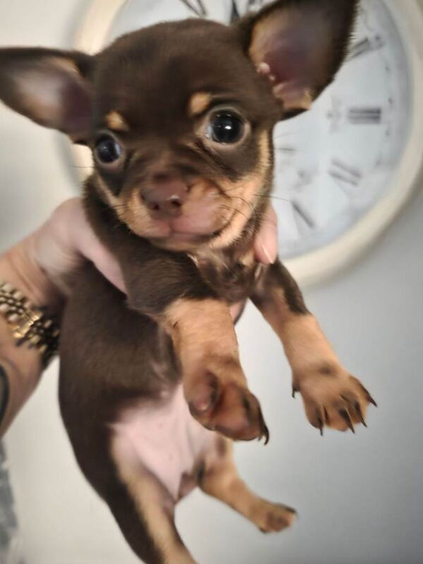 Chihuahua - Image 3 of 4