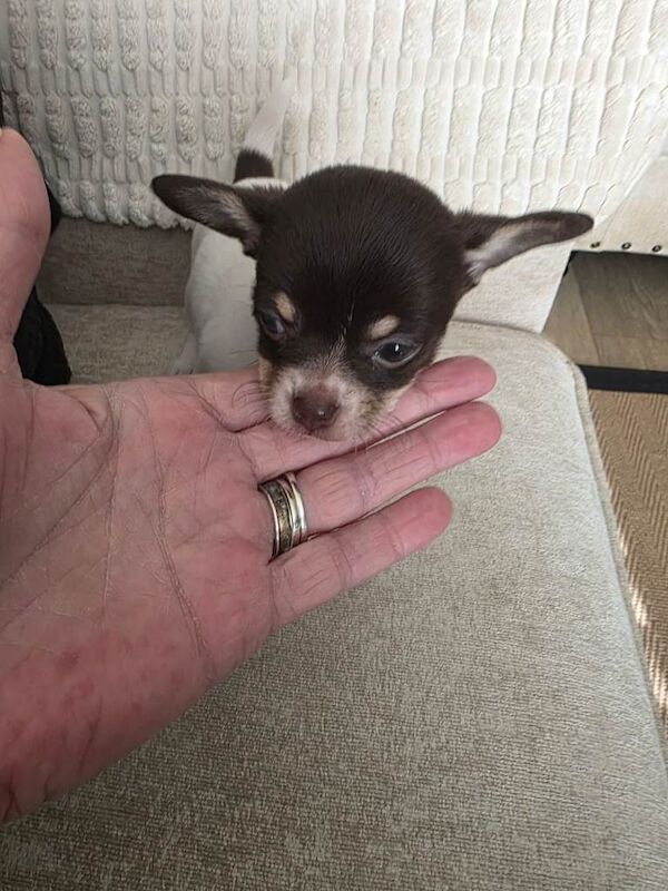 Chihuahua - Image 4 of 4