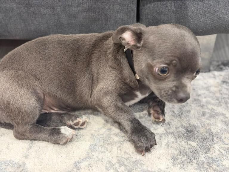 Chihuahua