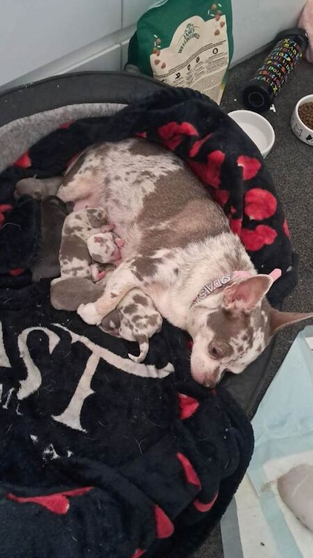 Chihuahua Puppies For Sale Under £1,000