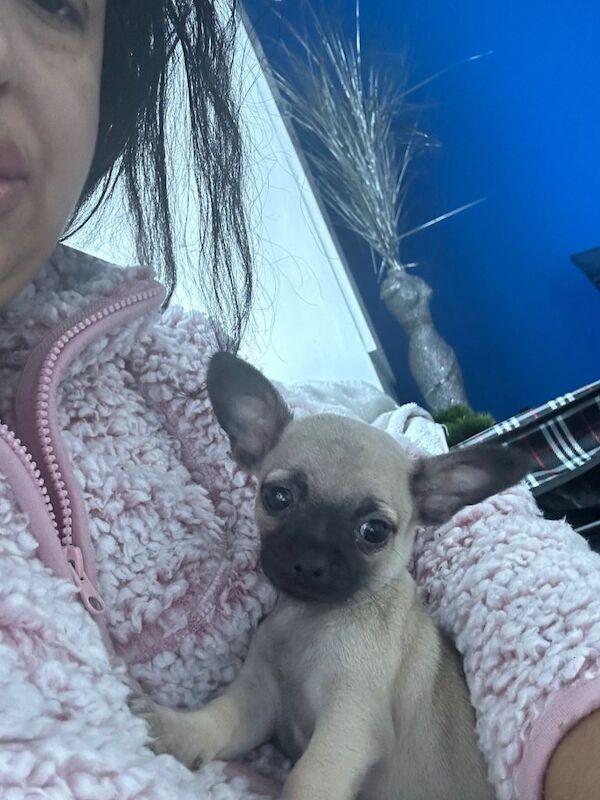 Chihuahua